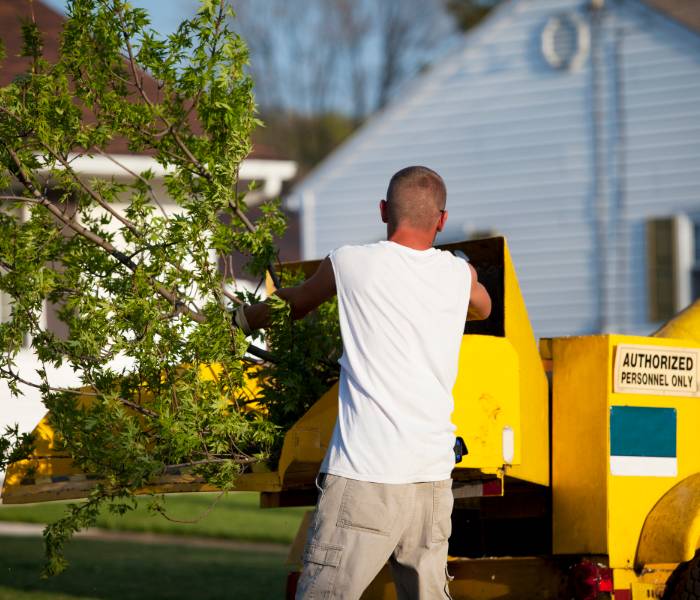 tree removal lansing,