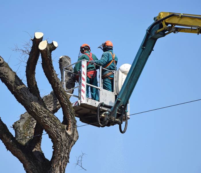 Arborists removing limbs and branches from a tree in Lansing, MI